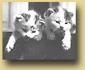 Katter